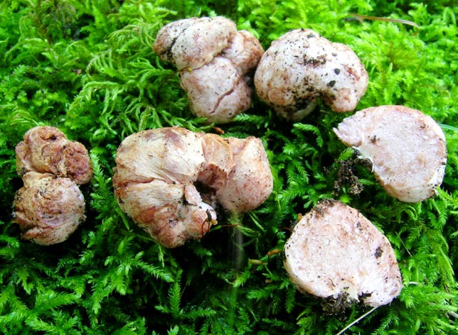 Hydnangium carneum